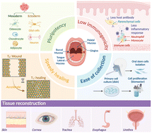 Graphical abstract: Oral mucosa: anti-inflammatory function, mechanisms, and applications