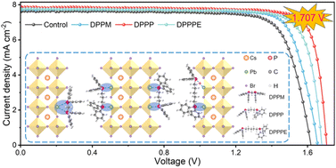 Graphical abstract: Dual-site synergistic passivation for CsPbBr3 perovskite solar cells with record 1.707 V Voc and 11.23% efficiency