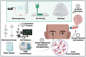 Graphical abstract: Advanced 3D scaffolds for corneal stroma regeneration: a preclinical progress