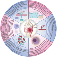 Graphical abstract: Recent advances in platelet-rich plasma therapy for osteoarthritis: mechanisms and clinical efficacy