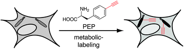 Graphical abstract: Cell-selective labeling of bacterial proteomes with an orthogonal phenylalanine amino acid reporter