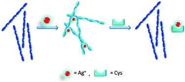 Graphical abstract: Conjugated polymers containing a 2,2′-biimidazole moiety—a novel fluorescent sensing platform