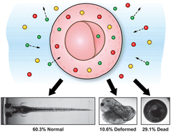 Graphical abstract: Single nanoparticle spectroscopy for real-time in vivo quantitative analysis of transport and toxicity of single nanoparticles in single embryos