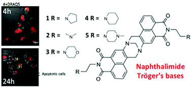 Graphical abstract: Synthesis, photophysical and cytotoxicity evaluations of DNA targeting agents based on 3-amino-1,8-naphthalimide derived Tröger's bases