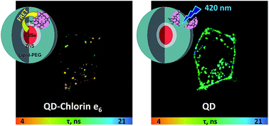 Graphical abstract: A non-covalent complex of quantum dots and chlorin e6: efficient energy transfer and remarkable stability in living cells revealed by FLIM