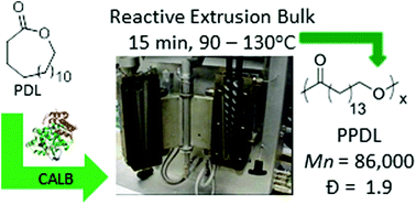 Graphical abstract: Enzymatic reactive extrusion: moving towards continuous enzyme-catalysed polyester polymerisation and processing