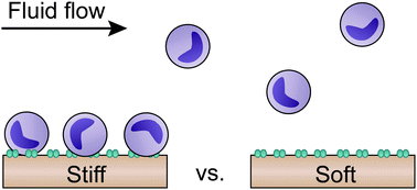 Graphical abstract: Stiff substrates enhance monocytic cell capture through E-selectin but not P-selectin