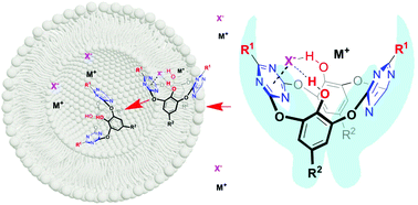 Graphical abstract: Oxacalix[2]arene[2]triazine based ion-pair transporters