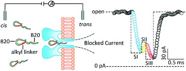 Graphical abstract: Alkyl detection facilitated by a DNA conjugate with an α-hemolysin nanopore