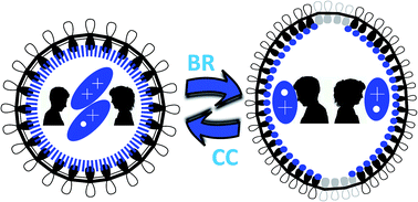 Graphical abstract: The Raman fingerprint of cyclic conjugation: the case of the stabilization of cations and dications in cycloparaphenylenes
