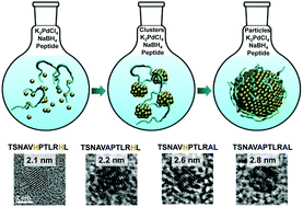 Graphical abstract: Nature of peptide wrapping onto metal nanoparticle catalysts and driving forces for size control