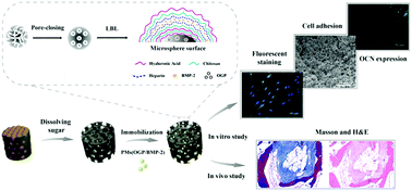 Graphical abstract: Enhanced osteogenesis of multilayered pore-closed microsphere-immobilized hydroxyapatite scaffold via sequential delivery of osteogenic growth peptide and BMP-2