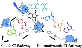 Graphical abstract: Biological relevance of charge transfer branching pathways in photolyases