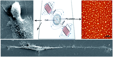Graphical abstract: Influence of magnetic field on morphological structures and physiological characteristics of bEnd.3 cells cultured on polypyrrole substrates