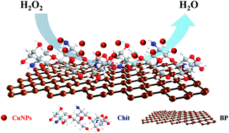 Graphical abstract: Synthesis of a CuNP/chitosan/black phosphorus nanocomposite for non-enzymatic hydrogen peroxide sensing