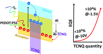 Graphical abstract: Large-gain low-voltage and wideband organic photodetectors via unbalanced charge transport
