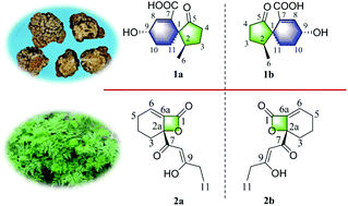 Graphical abstract: Neophathalides A and B, two pairs of unusual phthalide analog enantiomers from Ligusticum chuanxiong