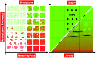 Graphical abstract: Information and motility exchange in collectives of active particles