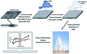 Graphical abstract: A MIP-enabled stainless-steel hypodermic needle sensor for electrochemical detection of aflatoxin B1