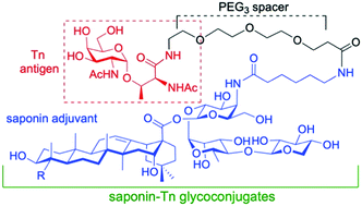 Graphical abstract: Design, synthesis, and initial immunological evaluation of glycoconjugates based on saponin adjuvants and the Tn antigen