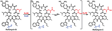 Graphical abstract: In vitro elucidation of the crucial but complex oxidative tailoring steps in rufomycin biosynthesis enables one pot conversion of rufomycin B to rufomycin C