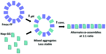 Graphical abstract: Insights into the co-assemblies formed by different aromatic short-peptide amphiphiles