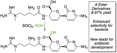 Graphical abstract: Semisynthetic blasticidin S ester derivatives show enhanced antibiotic activity