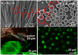 Graphical abstract: An experimental evidence for the key role of diphenylalanine in fibril formation