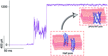 Graphical abstract: Assembly of alpha-helical transmembrane pores through an intermediate state