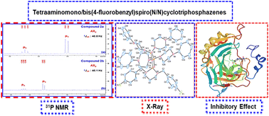 Graphical abstract: Phosphorus–nitrogen compounds: part 70. Syntheses of tetraaminomono/bis(4-fluorobenzyl)spiro(N/N)cyclotriphosphazenes: structural characterization, Hirshfeld surface analysis and comparative evaluation of esterase activities of hCA I and hCA II isoenzymes