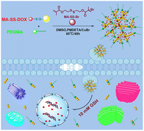 Graphical abstract: GSH-triggered disintegrable hyperbranched polymer prodrug as unimolecular micelles for tumor-specific chemotherapy