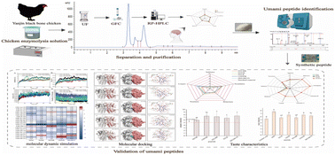 Graphical abstract: Identification and taste characteristics of novel umami peptides from Yanjin black bone chicken hydrolysates and their binding mechanism with umami receptor