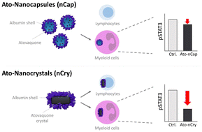 Graphical abstract: Albumin nanocapsules and nanocrystals for efficient intracellular drug release