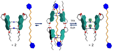 Graphical abstract: Acid/base responsive pseudo[3]rotaxanes from amine naphthotubes and bis-pyridinium/isoquinolinium guests