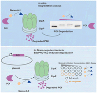 Graphical abstract: SsrA-based design of BacPROTACs for β-lactamase degradation in Gram-negative bacteria