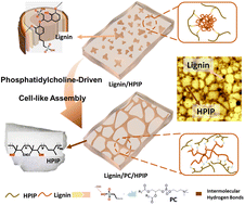 Graphical abstract: Phosphatidylcholine-driven cell-like assembly of lignin for reinforcing and toughening rubber materials