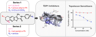 Graphical abstract: Synthesis and investigation of thieno[2,3-b]pyridines that restore activity of topotecan