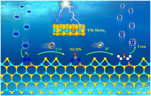 Graphical abstract: Computational design of Nb-Mo dual sites on MoSe2 edges for synergistic urea electrosynthesis