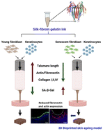 Graphical abstract: A 3D bioprinted in vitro full-thickness skin aging model