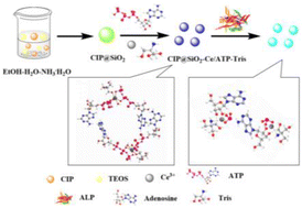 Graphical abstract: A novel ratiometric fluorescent probe based on an internal reference of lanthanide/nucleotide for alkaline phosphatase detection