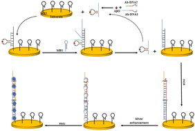Graphical abstract: Proximity hybridization-triggered cascade amplification for label-free SERS detection of Alzheimer's amyloid-β oligomers