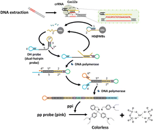 Graphical abstract: Cas12a/crRNA recognition initiated self-priming mediated chain extension for colorimetric cell-free DNA (cfDNA) analysis