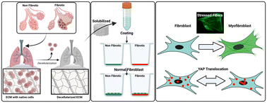 Graphical abstract: Influence of lung extracellular matrix from non-IPF and IPF donors on primary human lung fibroblast biology