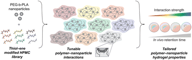 Graphical abstract: A thiol–ene click-based strategy to customize injectable polymer–nanoparticle hydrogel properties for therapeutic delivery