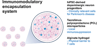 Graphical abstract: An immunomodulatory encapsulation system to deliver human iPSC-derived dopaminergic neuron progenitors for Parkinson's disease treatment