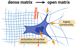 Graphical abstract: Matrix deformation and mechanotransduction as markers of breast cancer cell phenotype alteration at matrix interfaces