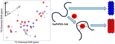 Graphical abstract: Copper binding alters the core structure of amyloid fibrils formed by Y145Stop human prion protein