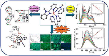 Graphical abstract: Benzimidazole-based mononuclear polypyridyl Cu(ii) complexes: DNA binding, cleavage, and in vitro antiproliferative studies