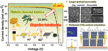 Graphical abstract: Stepwise volatilization induced by nature-sourced volatile solid additives improving the efficiency and stability of perovskite solar cells