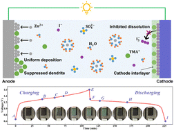 Graphical abstract: A dynamic cathode interlayer for ultralow self-discharge and high iodide utilization in zinc–iodine batteries
